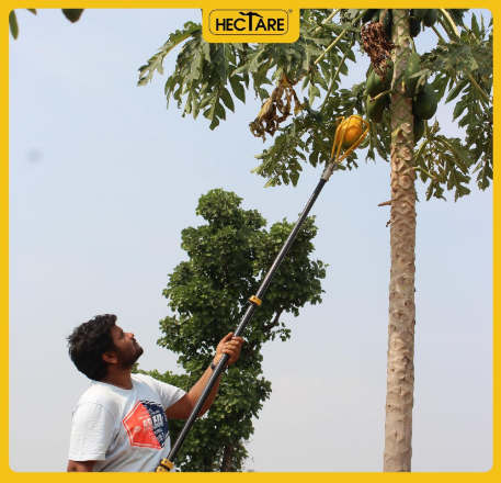 HECTARE Papaya Harvesting Tool - Handheld Fruit Picker (Without Pole) - Gentle Prongs, Preserves Fruit Quality, Quick Clean-Up, Suitable for Gardens &(HECTARE Papaya Harvesting Tool - Handheld Fruit Pi) 2