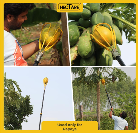 HECTARE Papaya Harvesting Tool - Handheld Fruit Picker (Without Pole) - Gentle Prongs, Preserves Fruit Quality, Quick Clean-Up, Suitable for Gardens &(HECTARE Papaya Harvesting Tool - Handheld Fruit Pi) 4