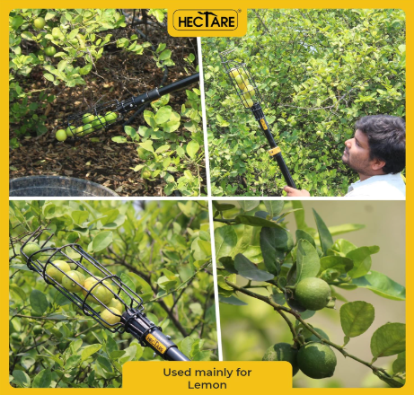 Hectare Multi-Purpose Small Fruit Picker & Plucker Basket | Ideal for Lemon, Chiku, Sapota and Amla Harvesting | Lightweight Manual Gardening Tool | D(Hectare Multi-Purpose Small Fruit Picker & Plucker) 4
