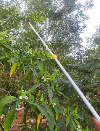 HECTARE Long Reach Pruner & Fruit Harvester - 10 ft Telescopic Aluminum Pole Saw with Cut and Hold Feature for Thin Branches, Lightweight Design(HECTARE Long Reach Pruner & Fruit Harvester - 10 f) 4